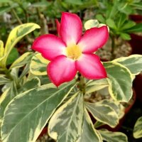 Adenium obesum Milky Way gepfr.