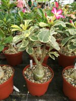 Adenium obesum Milky Way gepfr.