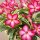 Adenium obesum Milky Way gepfr.