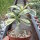 Adenium obesum Milky Way gepfr.