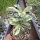 Adenium obesum Milky Way gepfr.