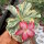 Adenium obesum Milky Way gepfr.