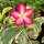 Adenium obesum Milky Way gepfr.