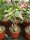 Adenium obesum Milky Way gepfr.