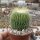Notocactus leninghausii cv. Nudum
