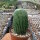 Notocactus leninghausii cv. Nudum