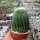 Notocactus leninghausii cv. Nudum
