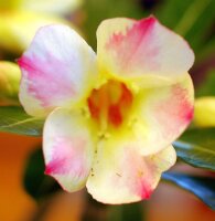 Adenium obesum Annant Yellow CB 20 gepfr.