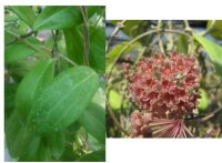 Hoya camphorifolia