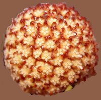 Hoya mcgregorii