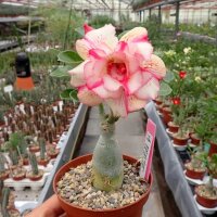 Adenium obesum Diamond  gepfr.