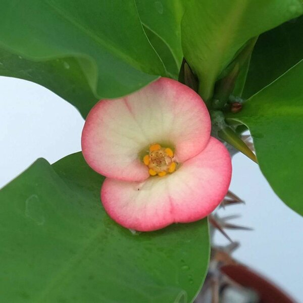 Euphorbia milii Grandiflora-Thai-Hybr. Ashish