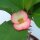 Euphorbia milii Grandiflora-Thai-Hybr. Ashish
