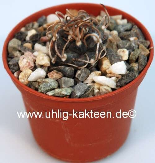 Turbinicarpus macrochele fo. frailensis La Joya CITES, not outside EU