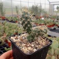 Opuntia fragilis White Mts. Cal. (dw)