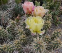 Opuntia fragilis White Mts. Cal. (dw)