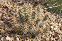 Opuntia fragilis White Mts. Cal. (dw)