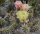 Opuntia fragilis White Mts. Cal. (dw)