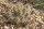 Opuntia fragilis White Mts. Cal. (dw)