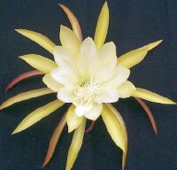 Epiphyllum-Hybr. Desert Moon