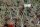 Yucca glauca Chugwater Platte, Co. Wyoming (dw)