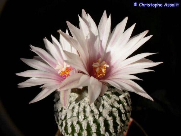 Turbinicarpus pseudopectinatus Galeana CITES, not outside EU