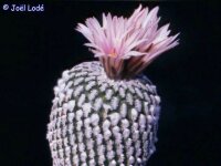 Turbinicarpus pseudopectinatus Galeana CITES, not outside EU