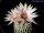 Turbinicarpus pseudopectinatus Galeana CITES, not outside EU