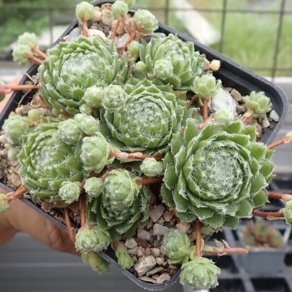 Sempervivum cv. Alpha (dw)