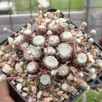 Sempervivum cv. Alpha (dw)