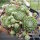Sempervivum cv. Alpha (dw)