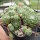 Sempervivum cv. Alpha (dw)