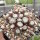 Sempervivum cv. Alpha (dw)