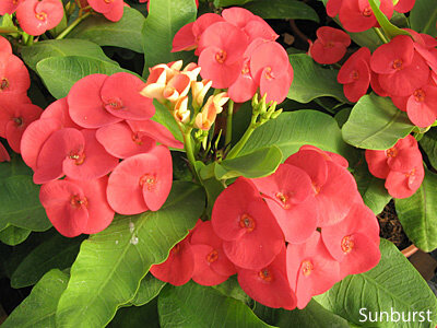 Euphorbia milii Grandiflora-Thai-Hybr. Sunburst