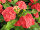 Euphorbia milii Grandiflora-Thai-Hybr. Sunburst