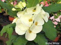 Euphorbia milii Grandiflora-Thai-Hybr. Bridal White