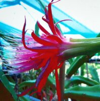 Epiphyllum-Hybr. Stuttgart Alien Medusa