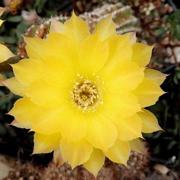 Echinopsis-Hybr. Candlelight Schick Hybride