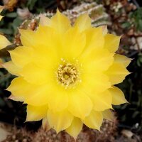 Echinopsis-Hybr. Candlelight Schick Hybride