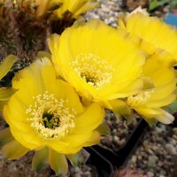 Echinopsis-Hybr. Candlelight Schick Hybride