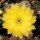 Echinopsis-Hybr. Candlelight Schick Hybride