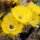 Echinopsis-Hybr. Candlelight Schick Hybride