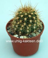 Trichocereus-Hybr. Yellow California x Cantora