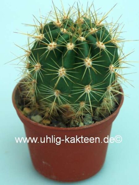 Trichocereus-Hybr. Cantora orange x Flying Saucer