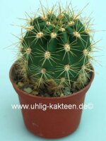 Trichocereus-Hybr. Cantora orange x Flying Saucer