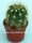 Trichocereus-Hybr. Cantora orange x Flying Saucer