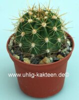 Trichocereus-Hybr. Rey Juan Carlos x Cantora gelb