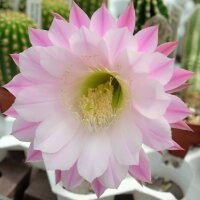 Echinopsis-Hybr. purpureopilosa x Brigittes Beauty