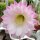Echinopsis-Hybr. purpureopilosa x Brigittes Beauty