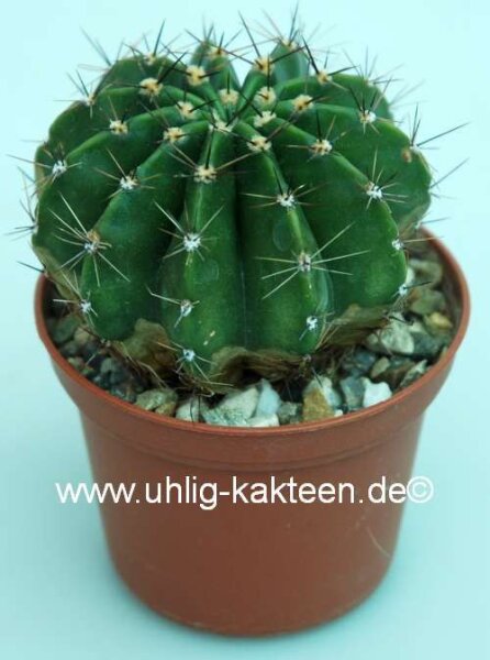 Trichocereus-Hybr. kermesina x Siegelsdorf x Gräsers Erfolg x Gräsers Schönste x Frolic